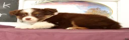 Miniature Australian Shepherd dogs for sale: Shelly - Ad 5