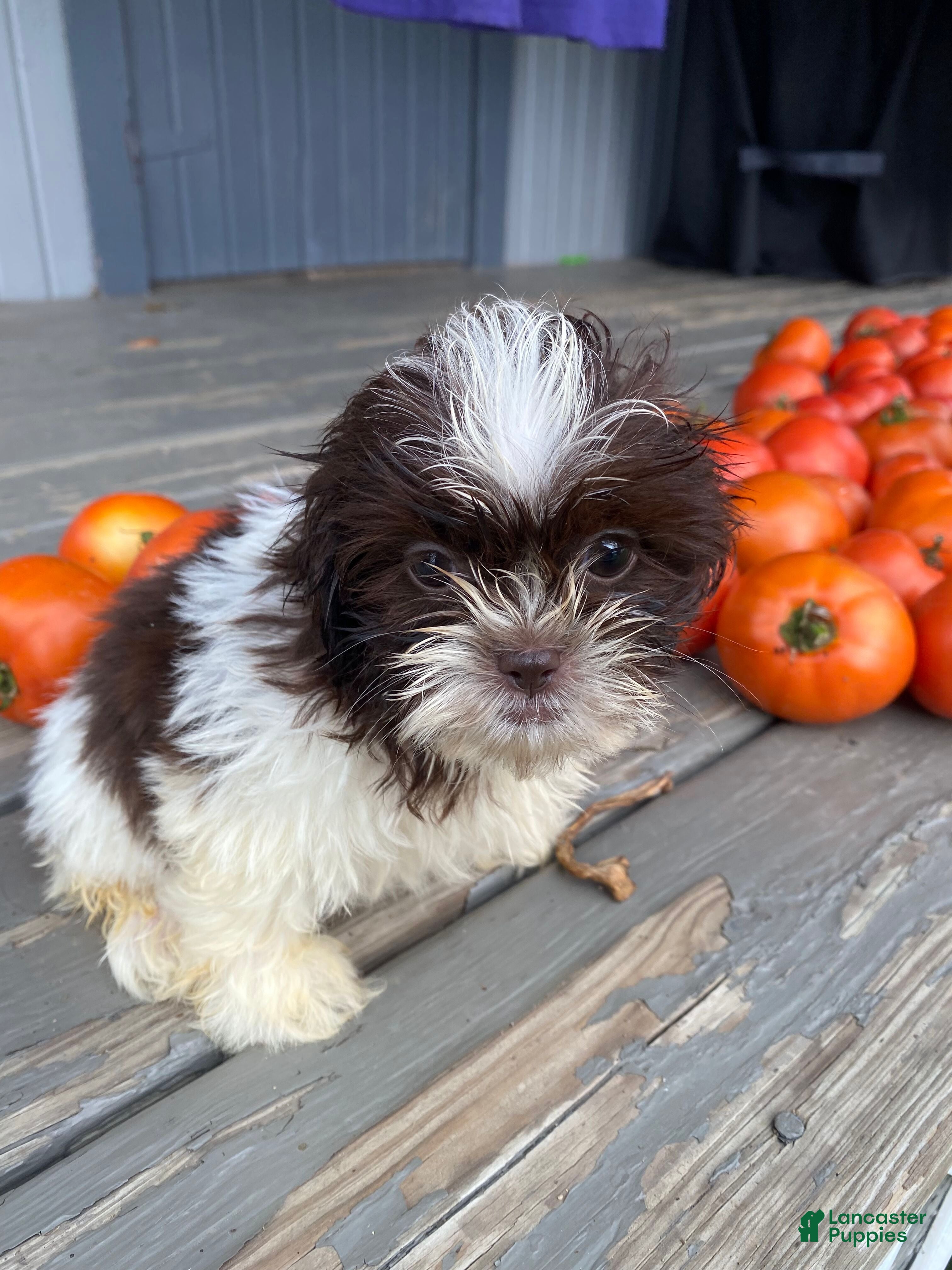 Shih Tzu dogs Tiffany - Ad 2