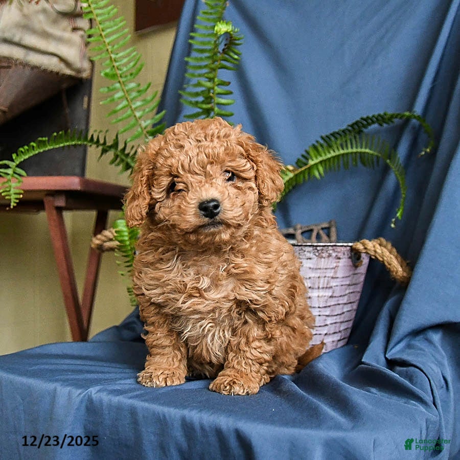 Maltipoo dogs Coco  - Ad 11