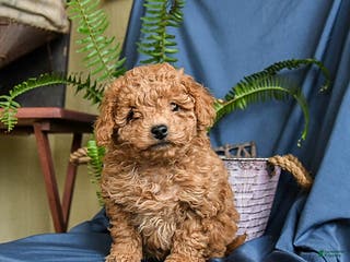 Maltipoo dogs Coco - Ad 14
