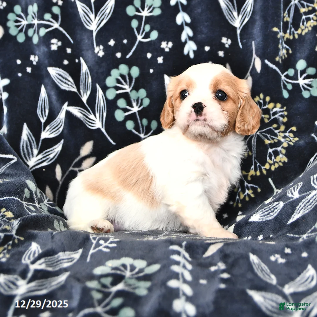 Mixed Breed dogs for sale: Beauty - Ad 2