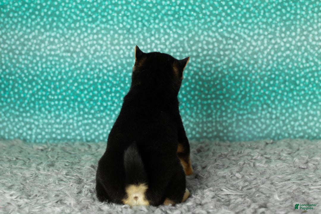 Shiba Inu dogs for sale: Anson  - Ad 5