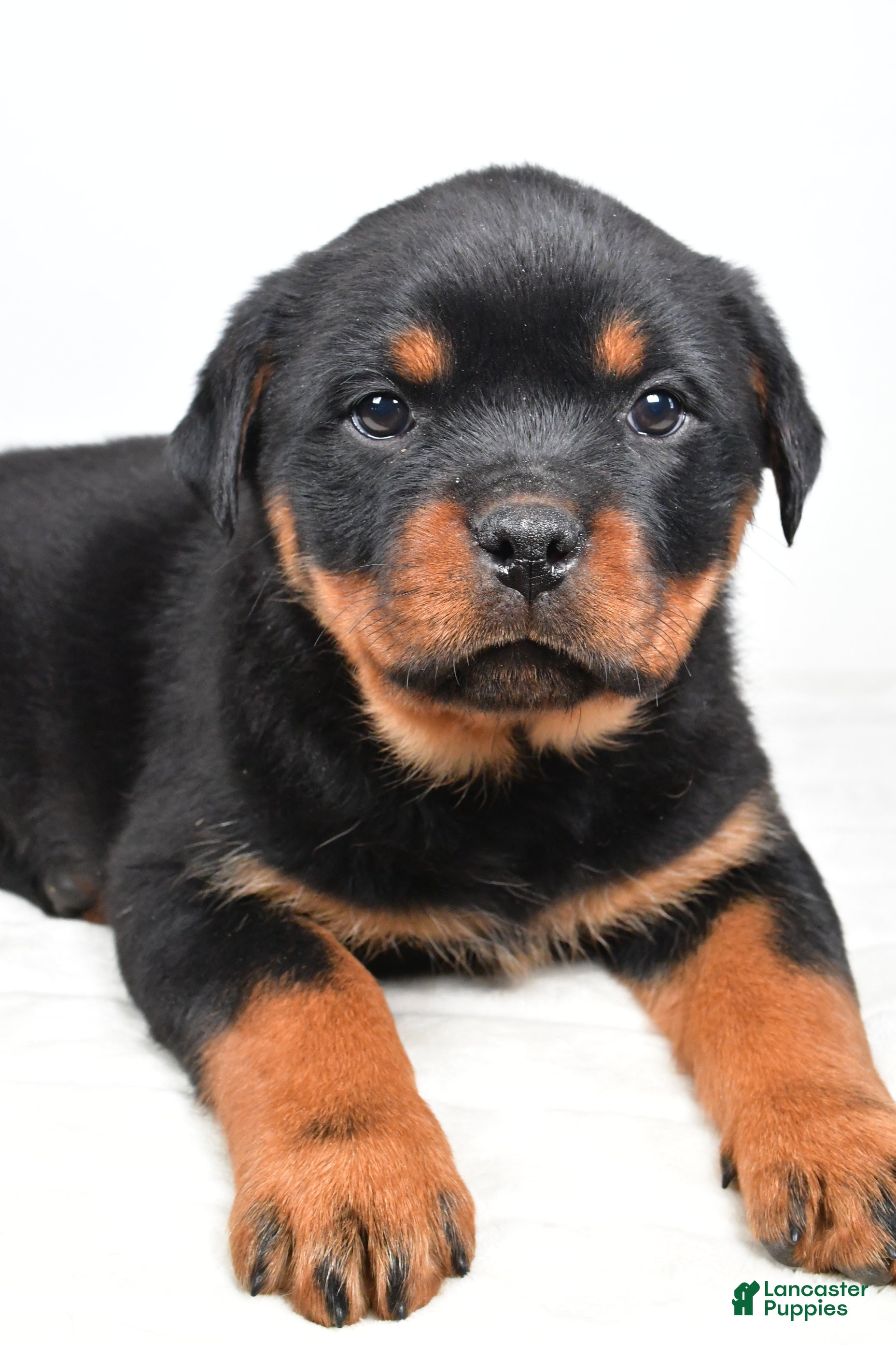 Rottweiler dogs Penny - Ad 2