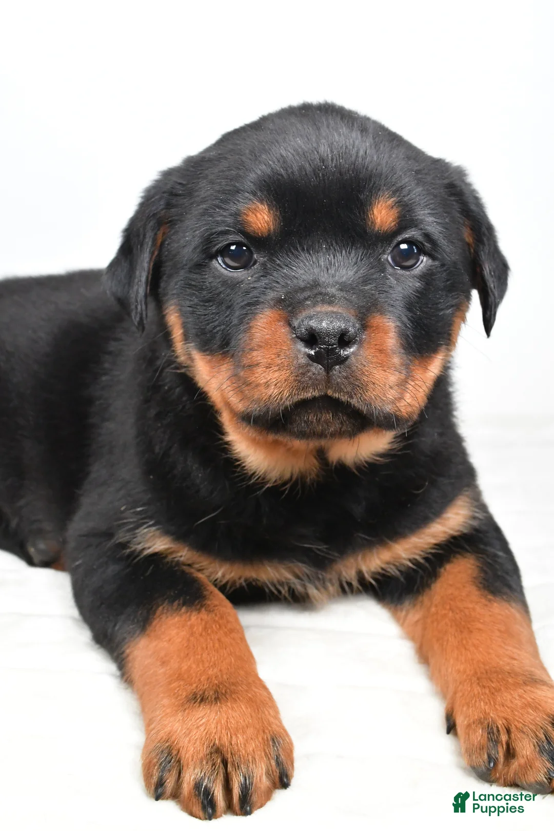Rottweiler dogs for sale: Penny - Ad 2