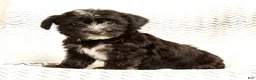 Yochon dogs for sale: Snickers - Ad 7