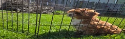 Cavapoo dogs for sale: Cavapoo Puppy 1 - Ad 3