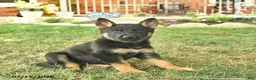German Shepherd dogs for sale: Taffy  - Ad 2