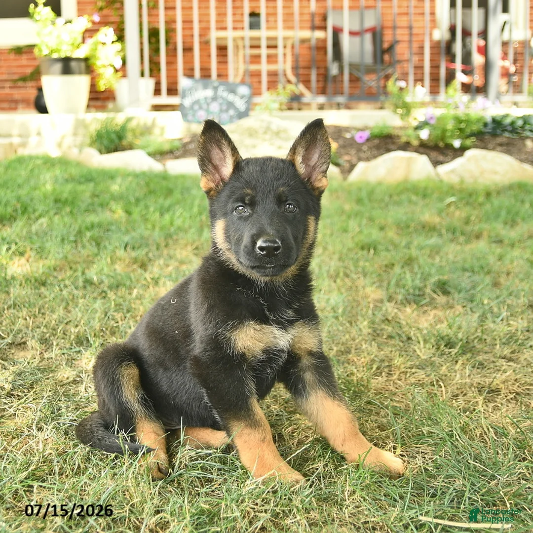 German Shepherd dogs for sale: Taffy  - Ad 2