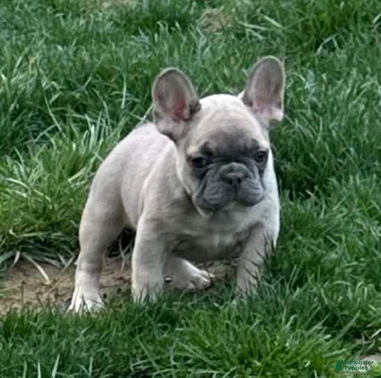 French Bulldog dogs French Bulldog Puppy 4 - Ad 1