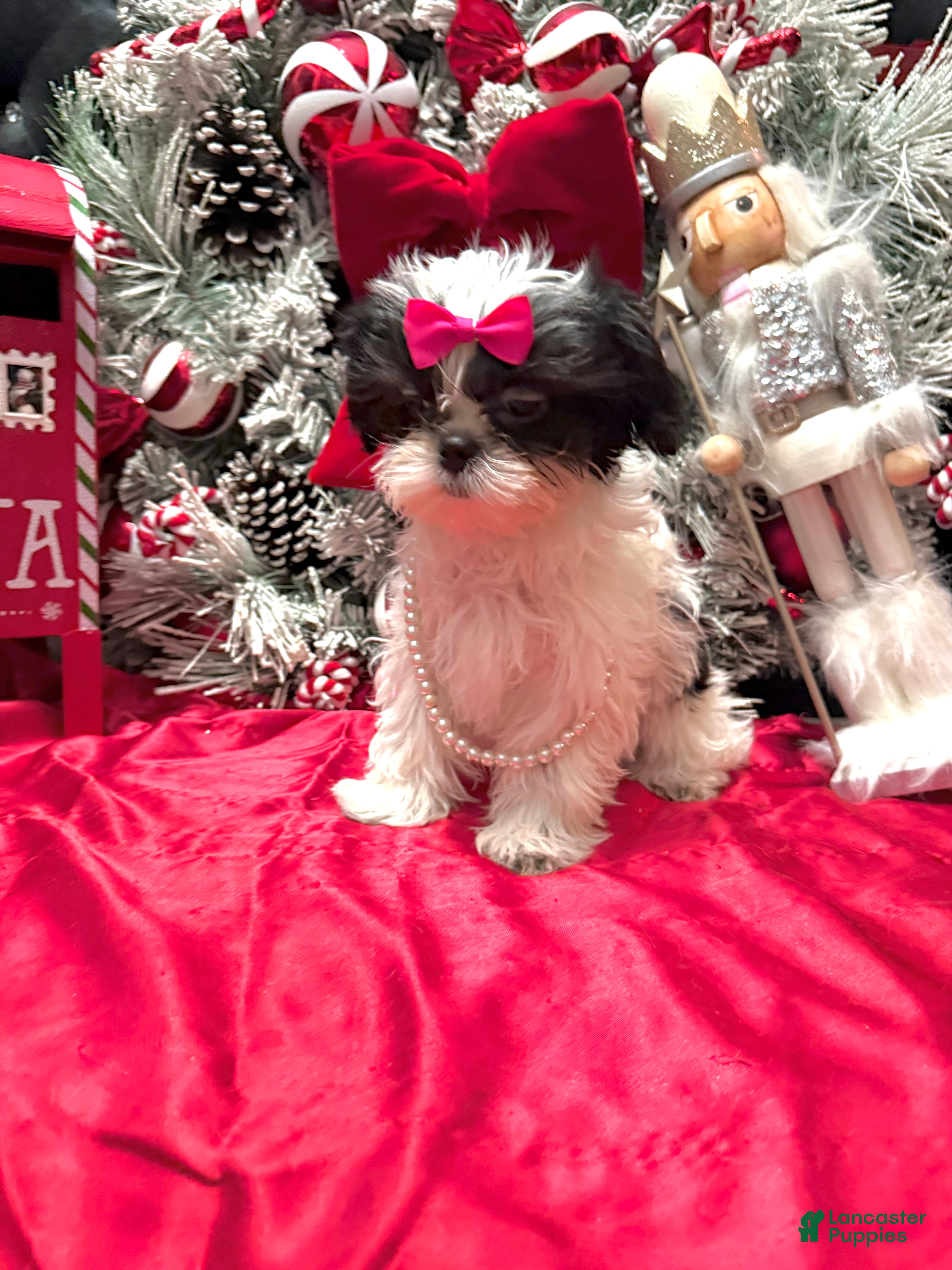 Shih Tzu dogs Judy - Ad 2