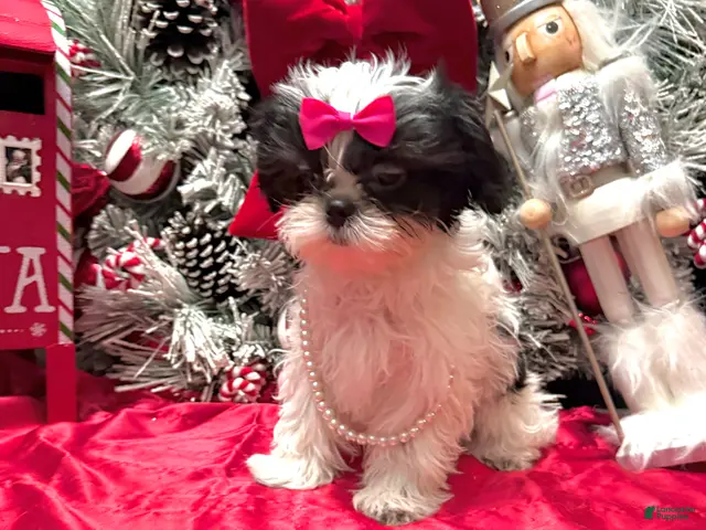 Shih Tzu dogs for sale: Judy - Ad 2