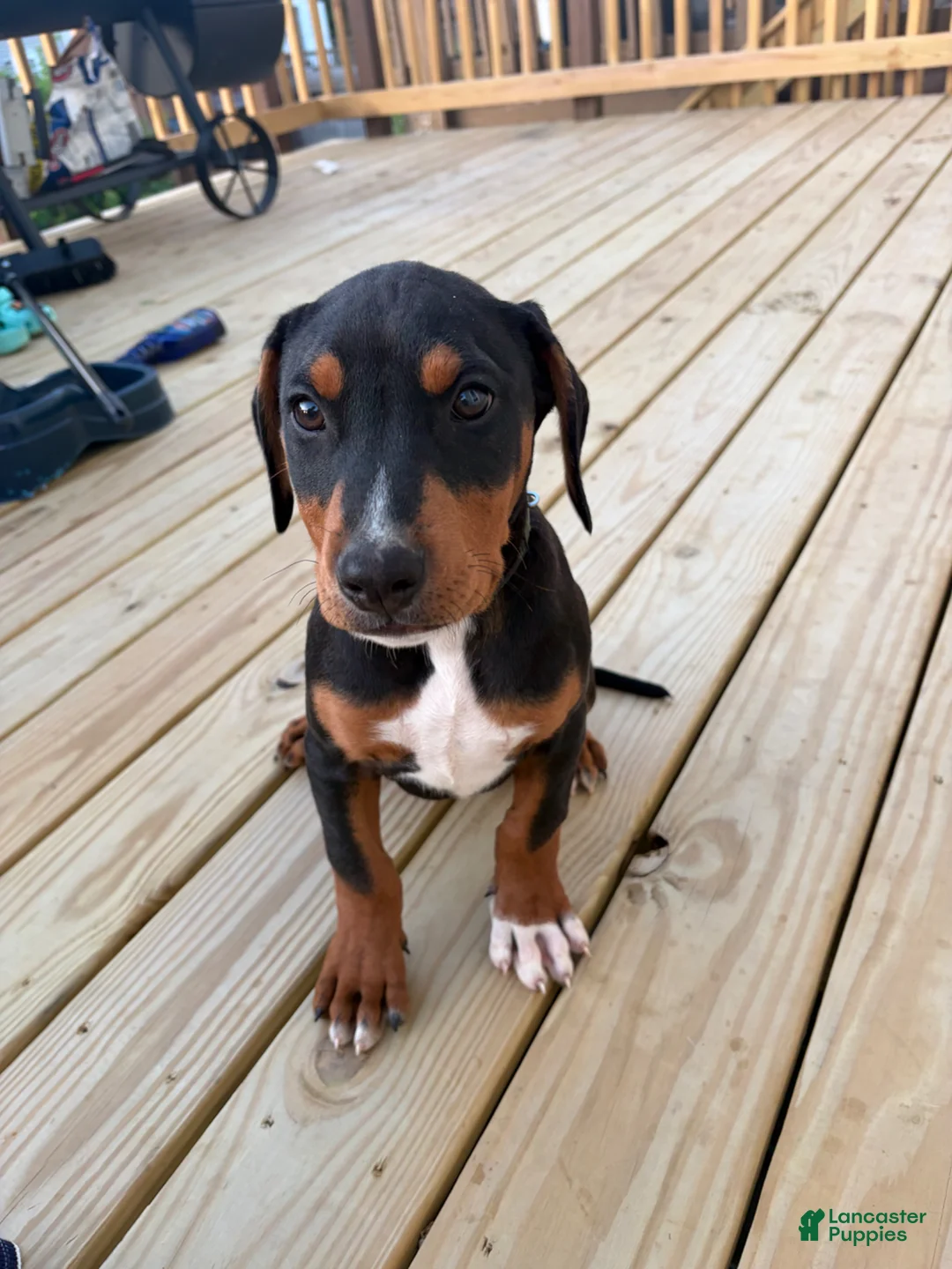 Mixed Breed dogs for sale: Bear - Ad 1