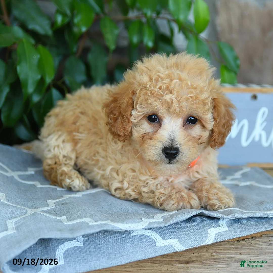 Maltipoo dogs for sale: Selah - Ad 5
