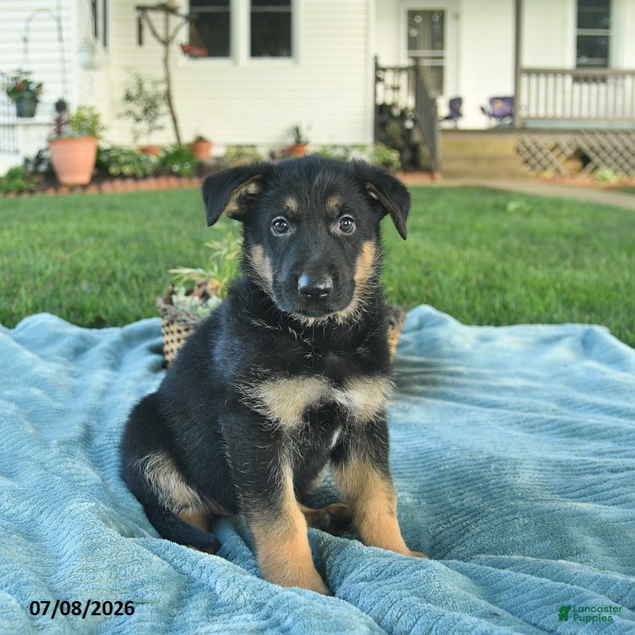 German Shepherd dogs Ivy  - Ad 1