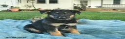 German Shepherd dogs for sale: Ivy  - Ad 1