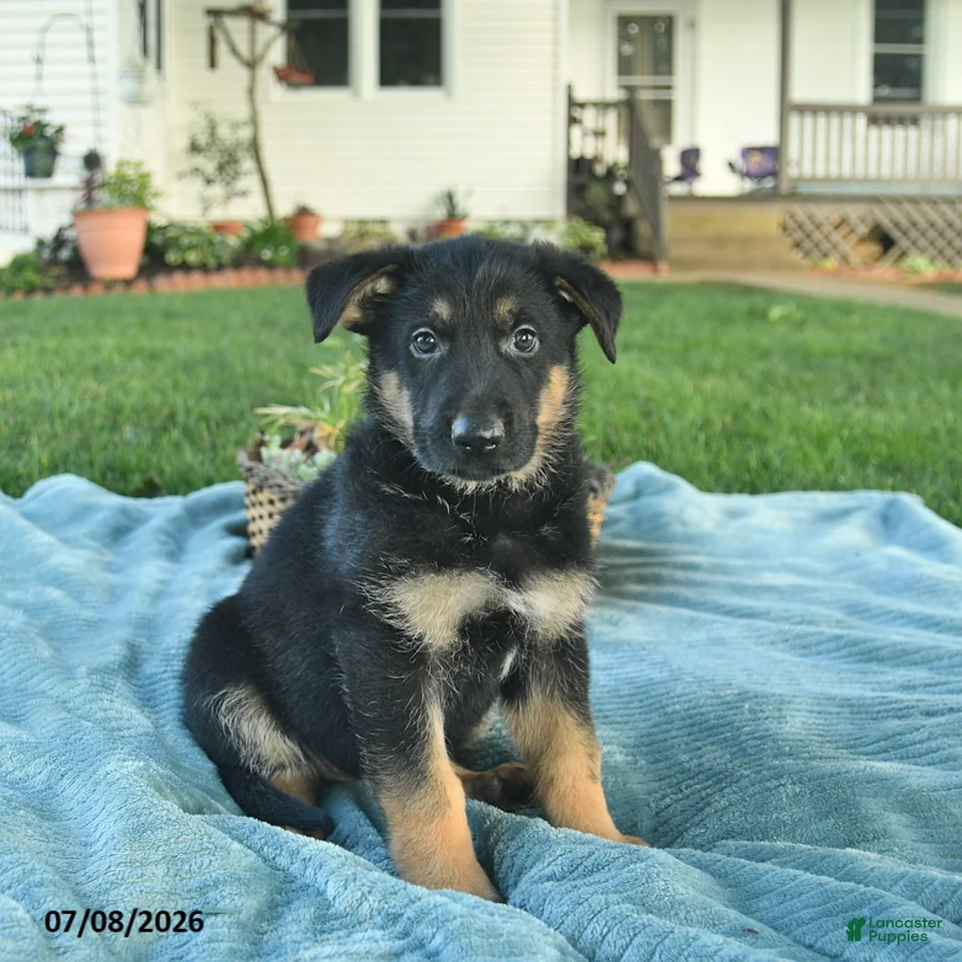 German Shepherd dogs for sale: Ivy  - Ad 1