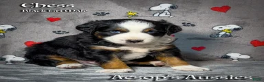 Toy Australian Shepherd 2