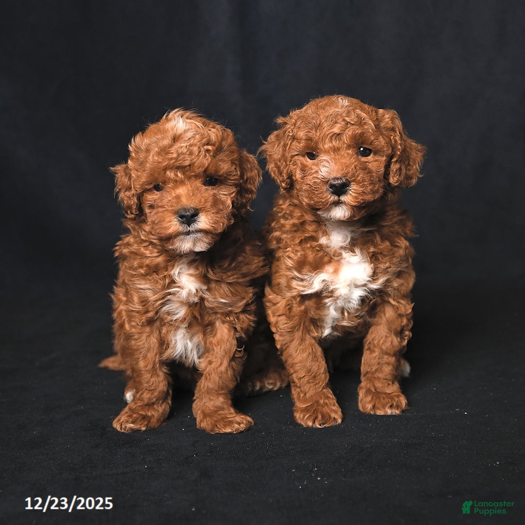 Toy Poodle dogs for sale: Logan - Ad 5