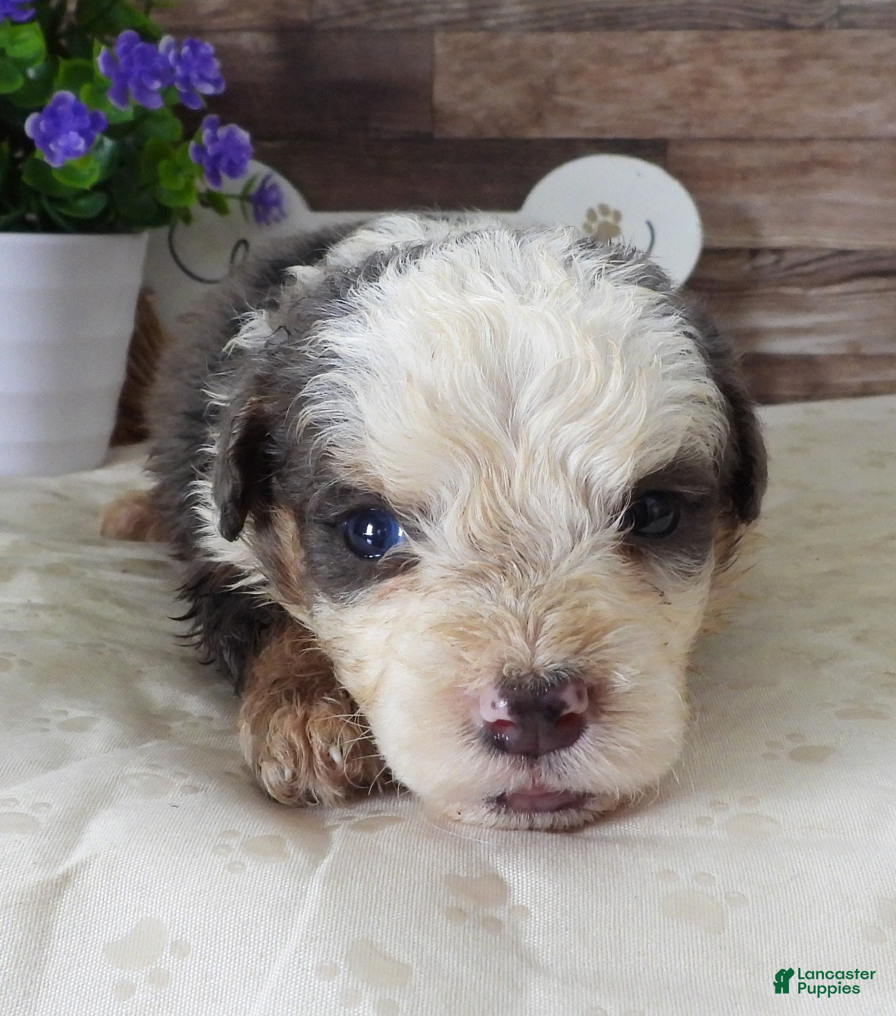 Mini Bernedoodle dogs #10 Male (Splash's) - Ad 26