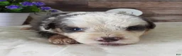 Mini Bernedoodle dogs for sale: #10 Male (Splash's) - Ad 5