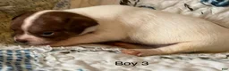 Chiweenie dogs for sale: Chiweenie 3 - Ad 4