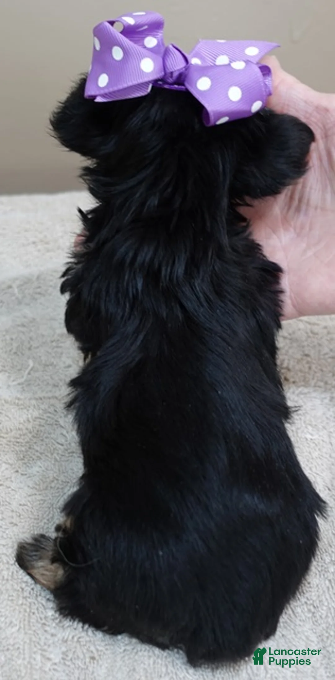 Yorkshire Terrier dogs for sale: Bonbon 18 ounces - Ad 13