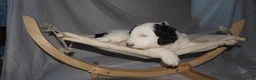 Mixed Breed dogs for sale: Fifi - Ad 19