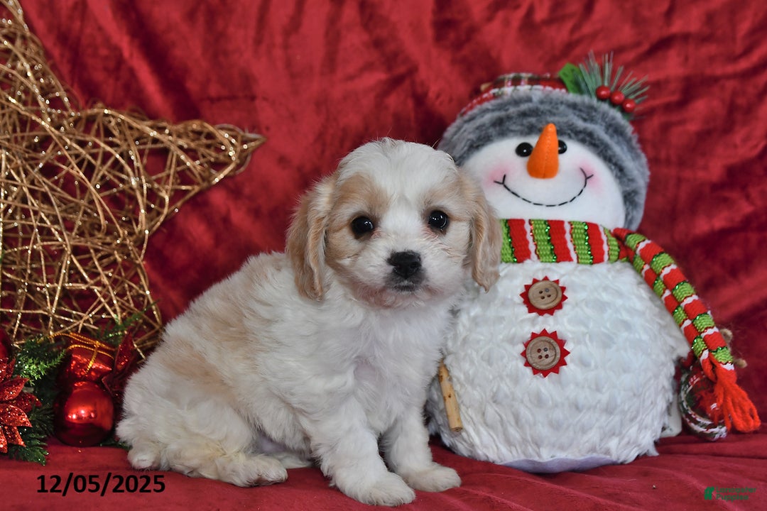 Cavachon dogs for sale: Santa   - Ad 1