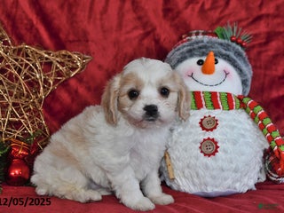 Cavachon dogs Santa - Ad 14