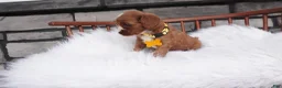 Cavapoo dogs for sale: Bessie  - Ad 9