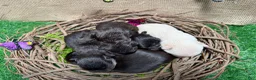 French Bulldog dogs for sale: French Bulldog 4 - Ad 33