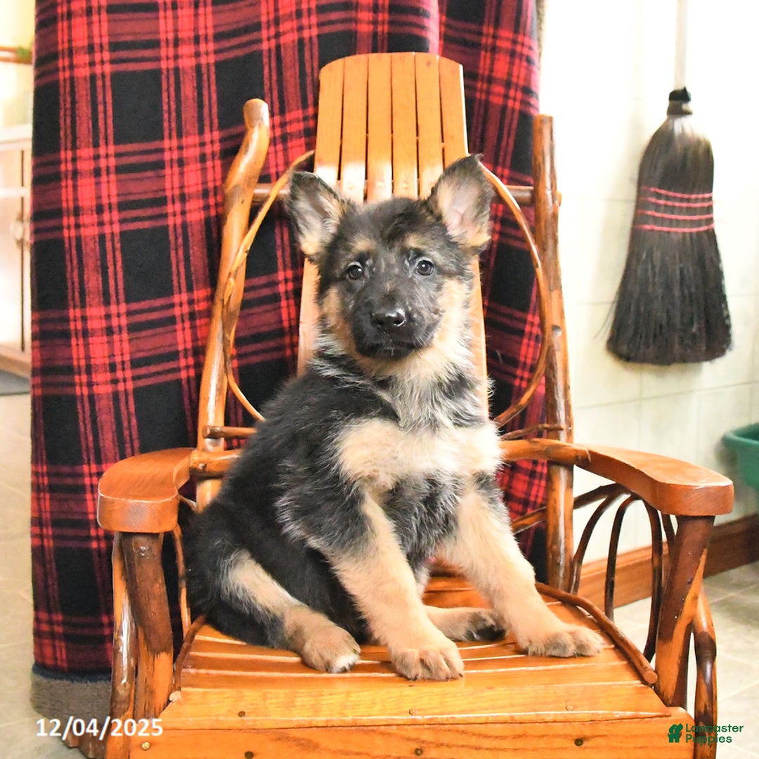 German Shepherd dogs for sale: Polly - Ad 4