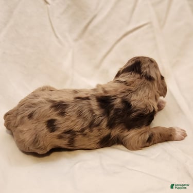 Mini Aussiedoodle dogs for sale: Ginger Female Red Merle with White Accents - Ad 5