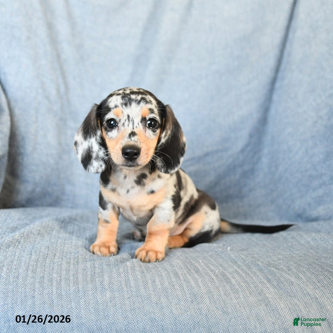 Miniature Dachshund dogs for sale: Candy - Ad 2