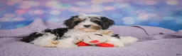 Cavapoo dogs for sale: Duke - Ad 14