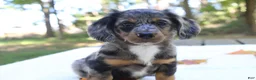 Miniature Dachshund dogs for sale: Sonny - Ad 2