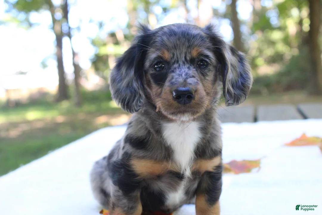Miniature Dachshund dogs for sale: Sonny - Ad 2