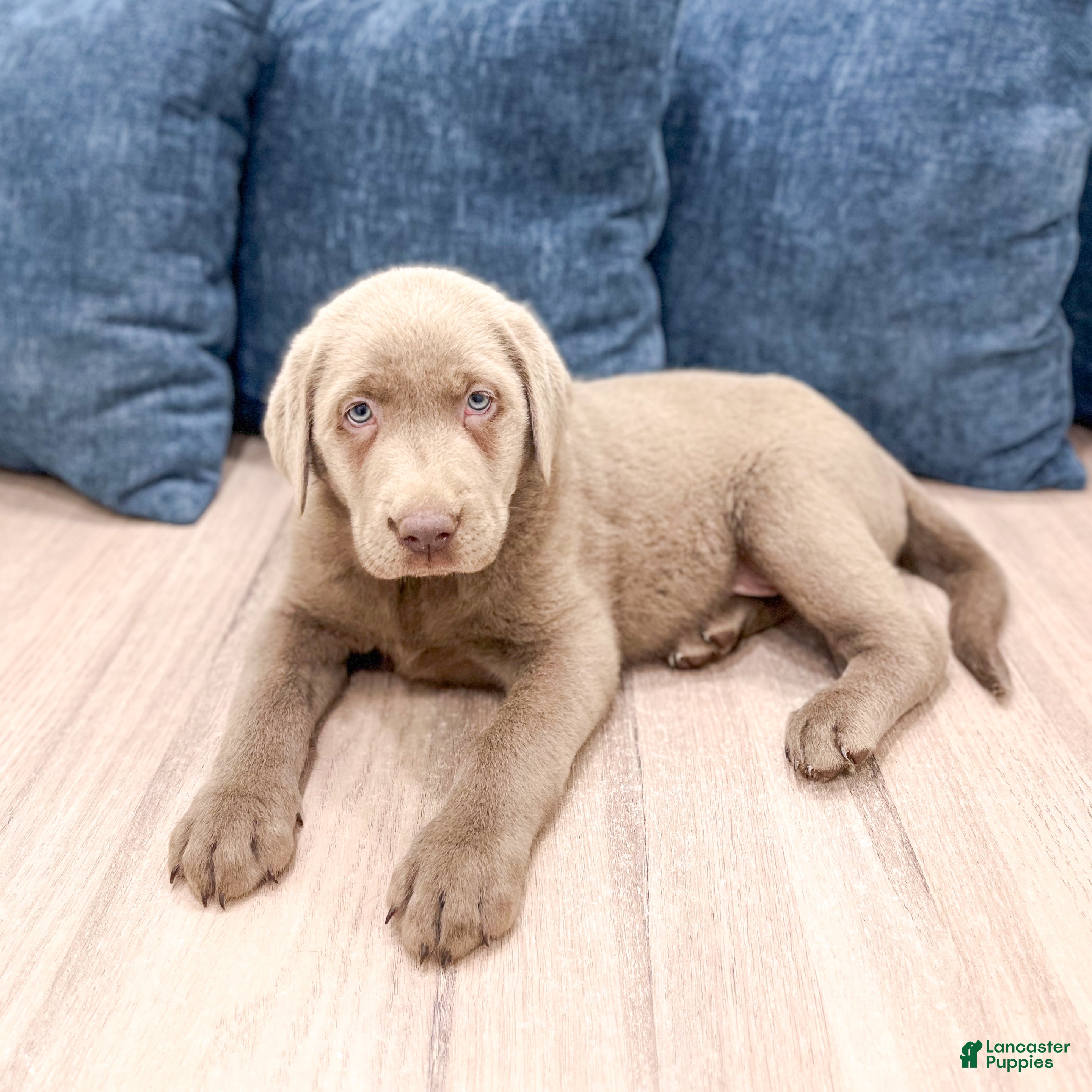 Labrador Retriever dogs Sydney - Ad 2