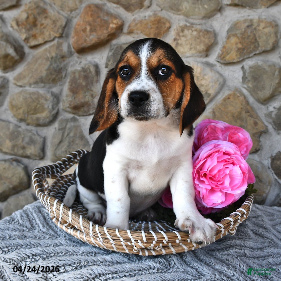 Mixed Breed dogs Daffodil - Ad 2