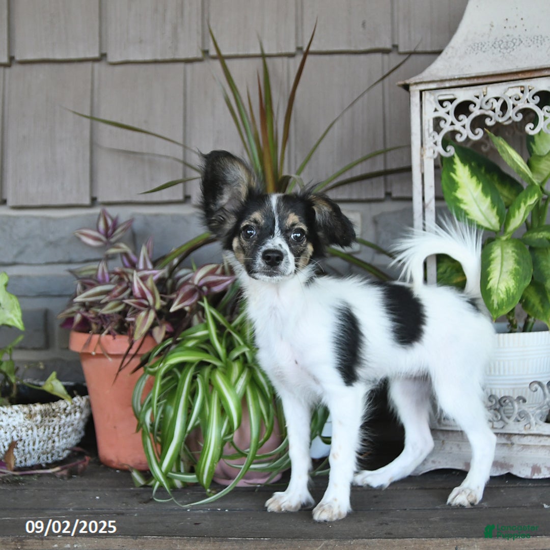 Papillon dogs for sale: Lilah - Ad 5
