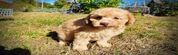 Havapoo dogs for sale: Dr. Pepper - Ad 17