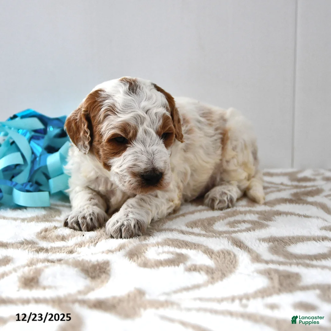 Mini Goldendoodle dogs for sale: Captain - Ad 15