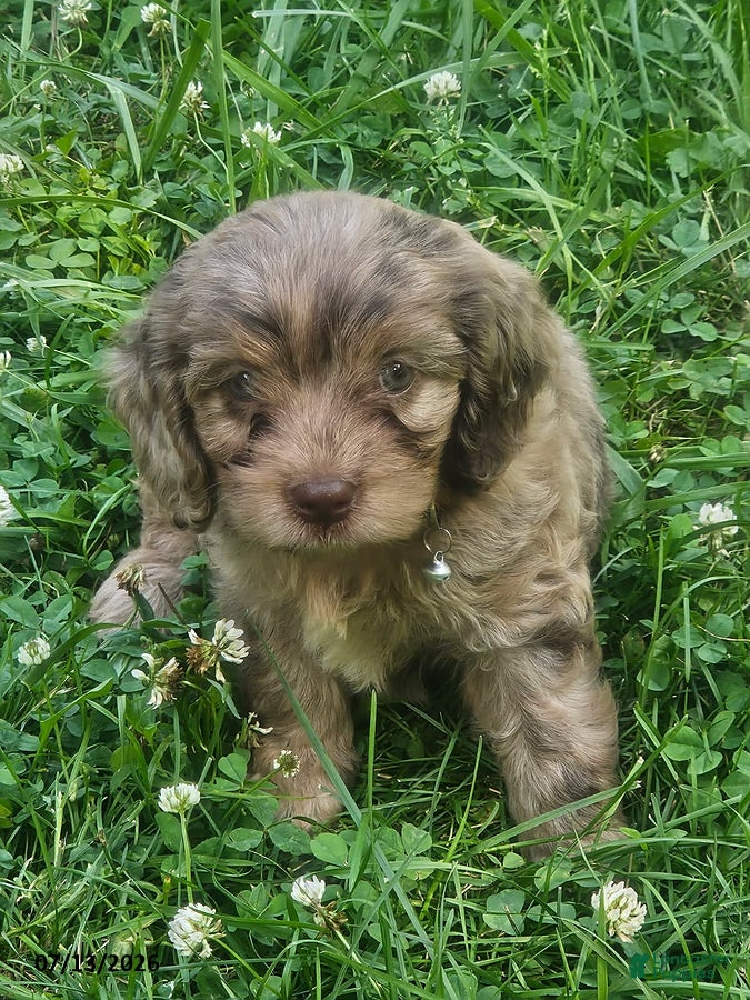 Cavapoo dogs Gabe - Ad 2