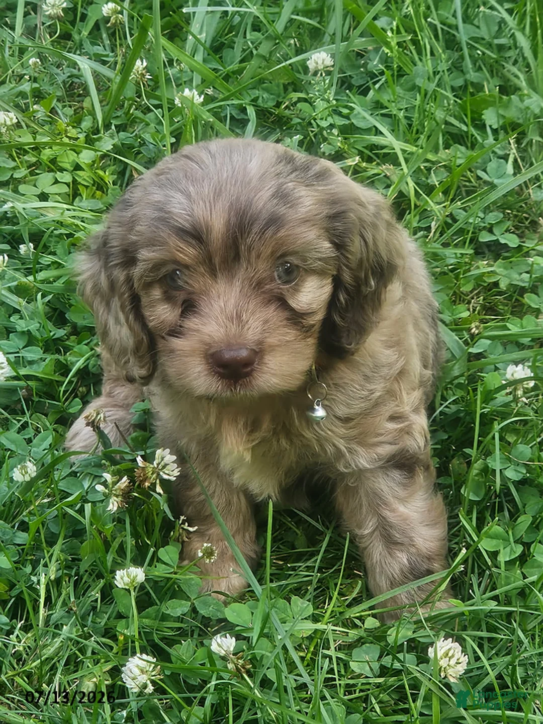 Cavapoo dogs for sale: Gabe - Ad 2