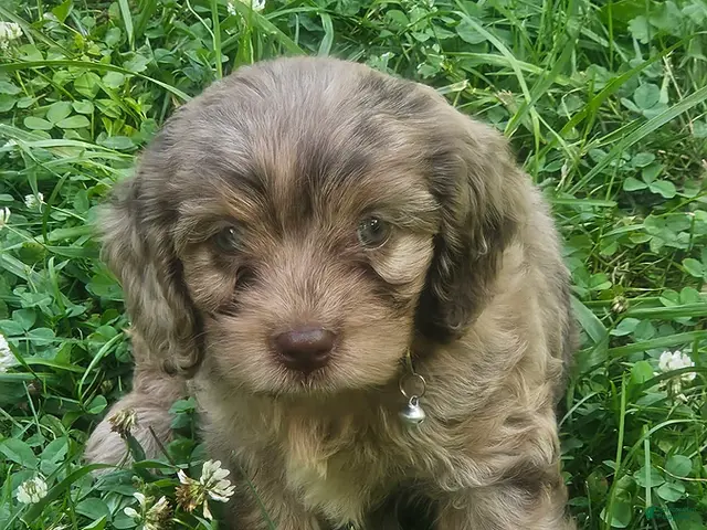 Cavapoo dogs for sale: Gabe - Ad 2