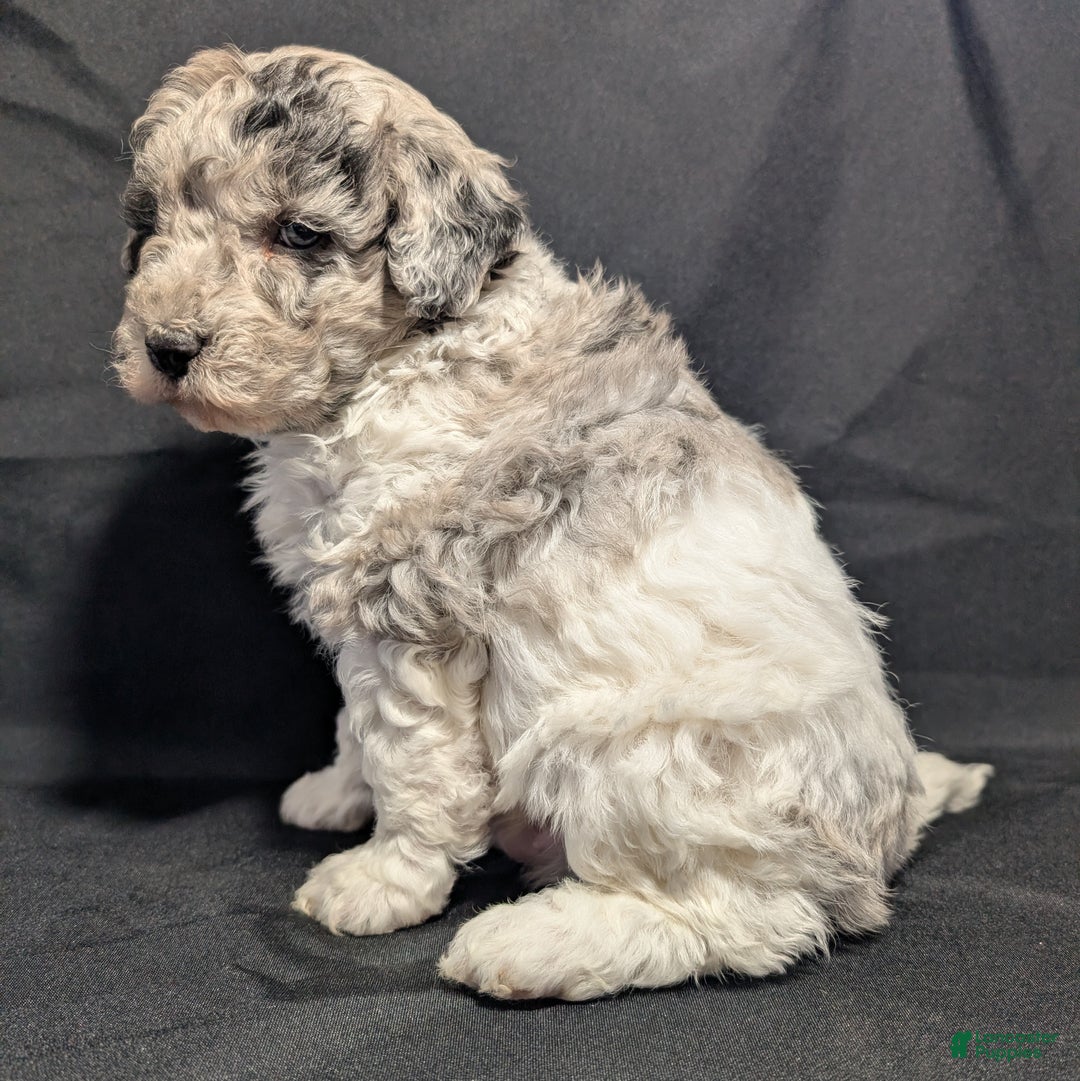 Mixed Breed dogs for sale: Connor  - Ad 1