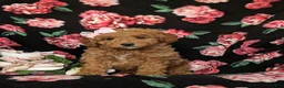 Mini Goldendoodle dogs for sale: Becca Hypoallergenic - Ad 4