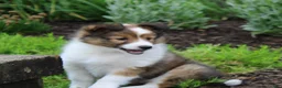 Shetland Sheepdog dogs for sale: Basha Shetland Sheepdog Puppy  - Ad 3