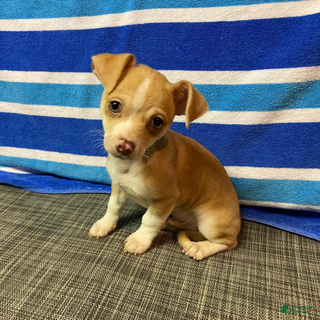 Chihuahua dogs for sale: Dylan - Ad 5