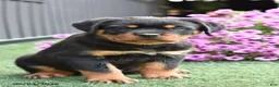 Rottweiler dogs for sale: Zenna - Ad 1